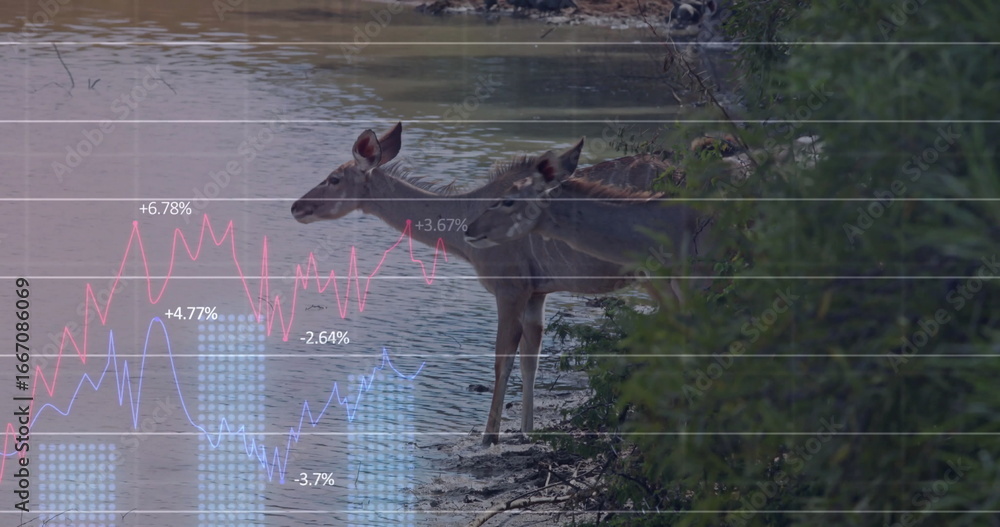 Naklejka premium Drinking lake water, two moose bending necks at lake shore with shrubs and financial chart overlay