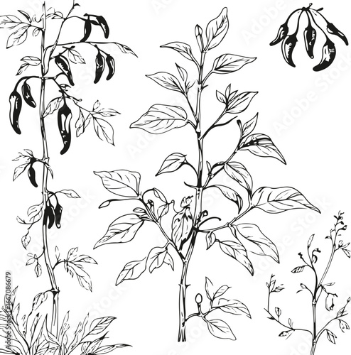 Simple line art of chili pepper plant, hand drawn ink strokes, pods, leaves and stems, vector set for culinary and organic food products 3
