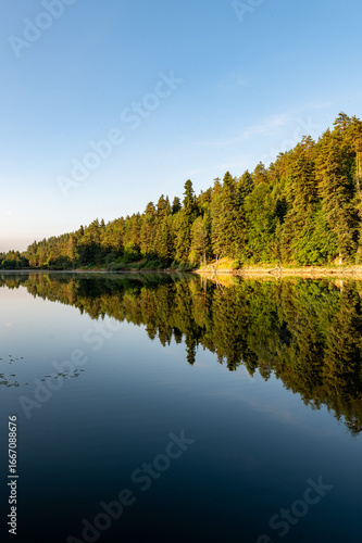 reflection of trees in the lake