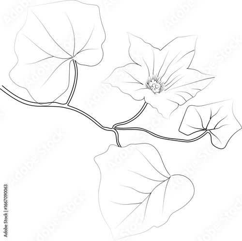 Sketch of outline ivy flower coloring book, hand-drawn vector illustration, artistically engraved ink art, blossom ivy flower, aesthetic flower coloring pages, isolated on white background clip art