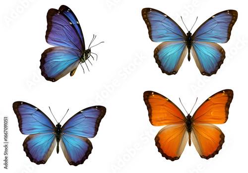 Wallpaper Mural Vibrant Butterfly Collection: Four Detailed Photos of Morpho & Orange Butterflies on White Background Isolated on Transparent Background Torontodigital.ca