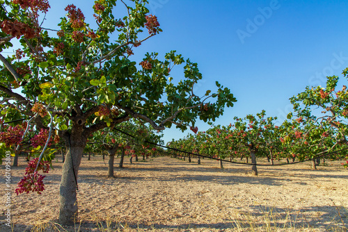 Pistachio Nuts  on Tree ready for harvest on Filed