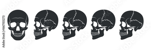 Anatomical Skull Illustrations in Various Rotations Showcasing Cranial Structure and Bone Details