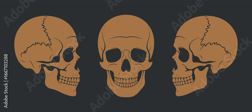 Anatomical Skull Illustrations in Various Rotations Showcasing Cranial Structure and Bone Details