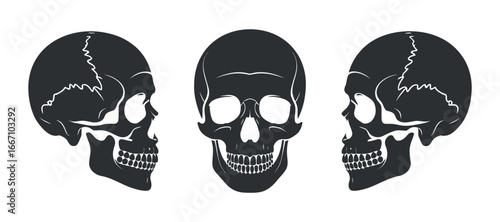 Detailed Skull Illustrations Front and Side Views for Anatomical Study or Gothic Design Elements