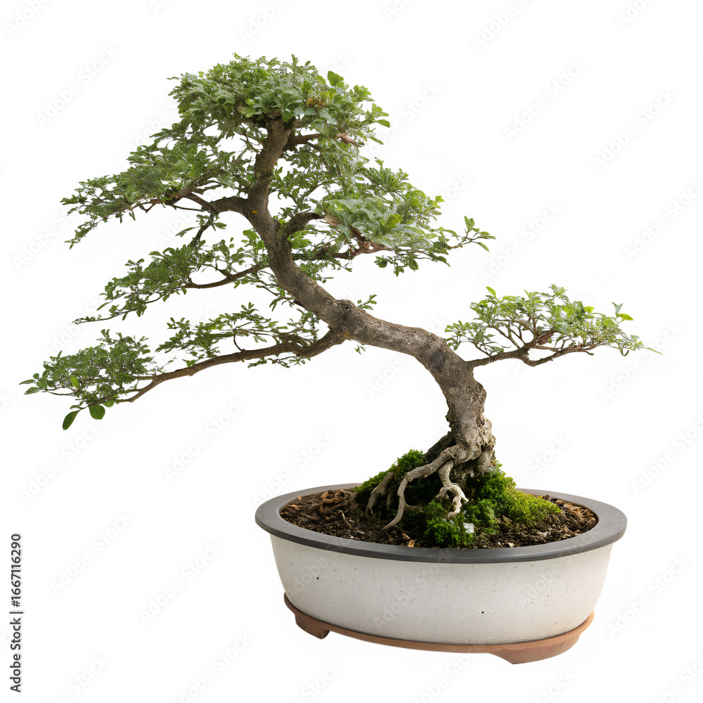 Obraz premium Bonsai Tree In Small Pot Png – Miniature Bonsai Plant Isolated On Transparent Background