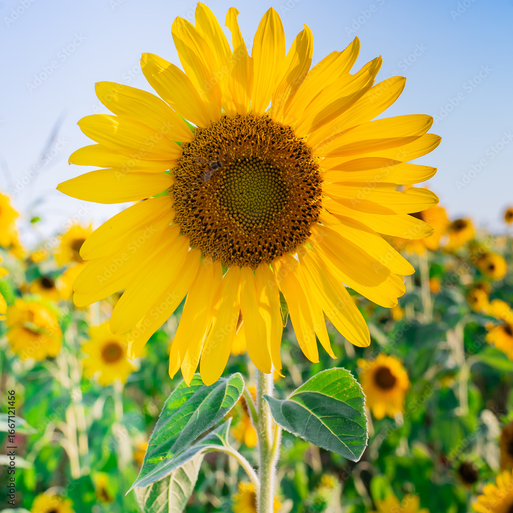 Obraz premium Bright and yellow Sunflowers with blue sky bacground