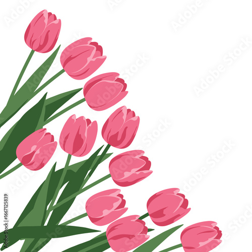 Pink tulips arranged diagonally, decorative vector illustration on white background, clean flat style with elegant modern look