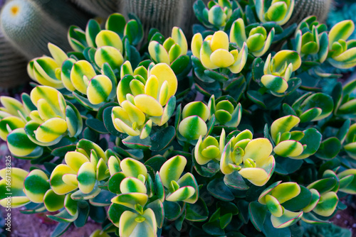 Beautiful variegated jade plant in a greenhouse. The leaves vibrant mix of yellow green hues. Cactus adding to the greenhouse atmosphere. It highlights the beauty of cultivated botanical specimens