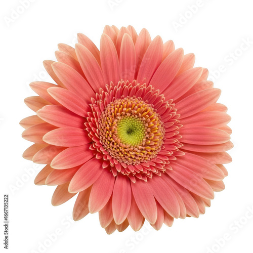Pink gerbera flower