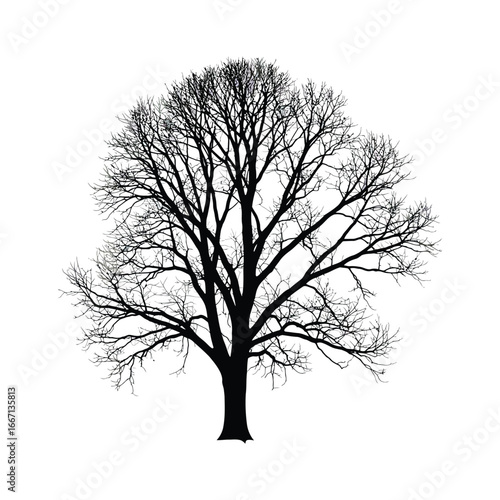 A large leafless tree with many branches on a white background