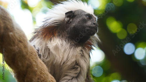 Grace on the Ropes: Cotton-top Tamarin in Motion