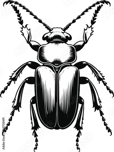 Beetle insect illustration, bold smooth line art, whole body with legs and shell details, black and white minimal vector 2