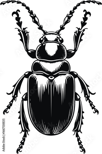 Beetle insect illustration, bold smooth line art, whole body with legs and shell details, black and white minimal vector 3