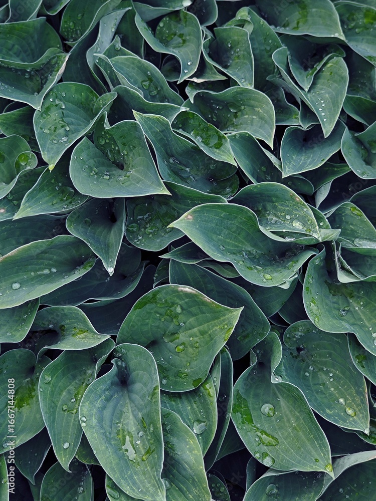 Fototapeta premium Green hosta leaves background, leaf texture.