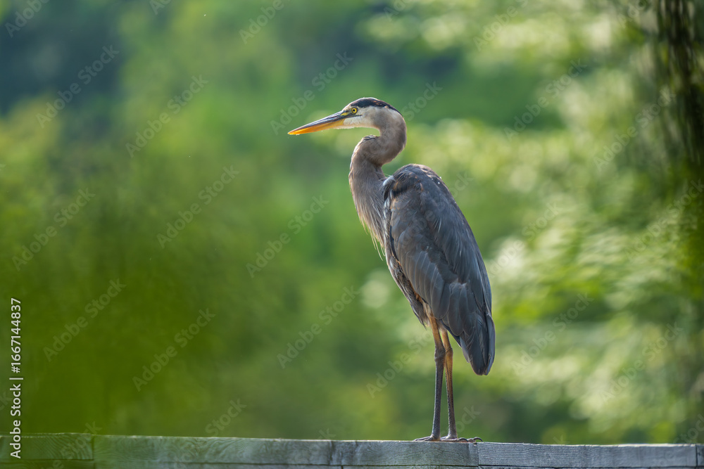 Fototapeta premium great blue heron ardea cinerea