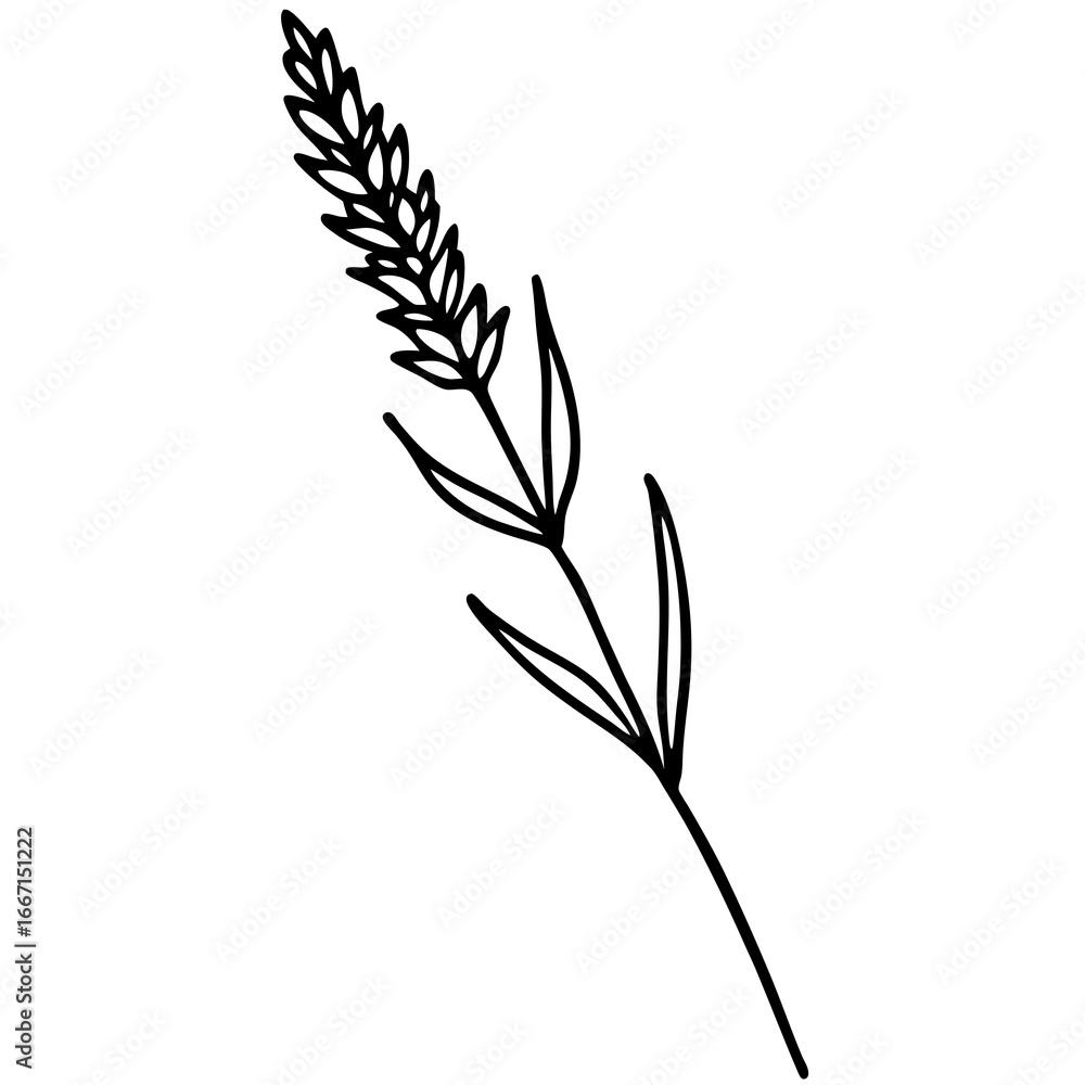 Obraz premium wheat ears isolated on white