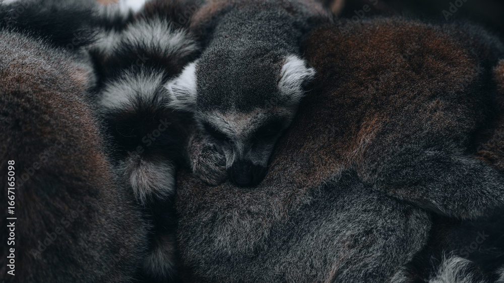 Φωτογραφία Ring-tailed lemur in a ball of troop bodies, tenderness and safety, warm fur textures, an intimate moment of rest