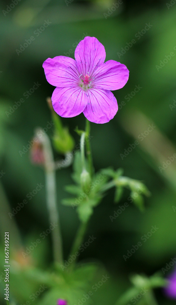 Fototapeta premium Marsh geranium (Geranium palustre) grows in nature