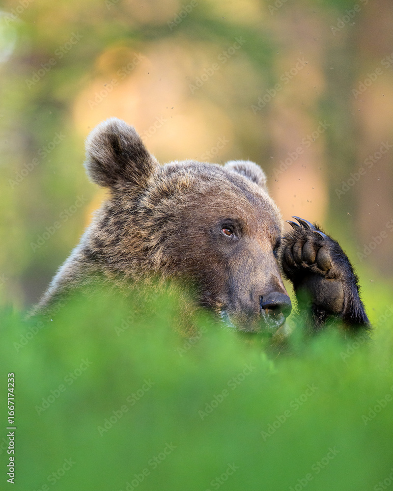 Fototapeta premium Brown bear salutes in the forest, cute moment