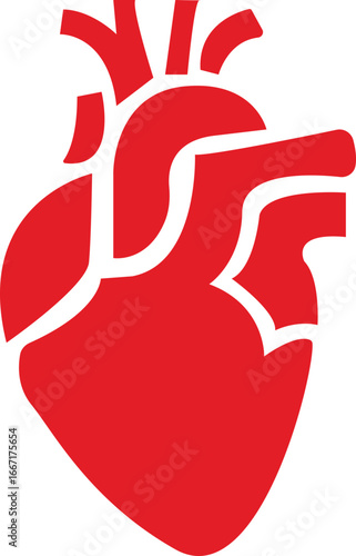 Anatomical Heart Icon,Human Heart,Cardiac Muscle Line and Silhouette Color Icon Set. Medical Cardiology Pictogram.Collection on White Background.Real human heart organ icon.medical icon