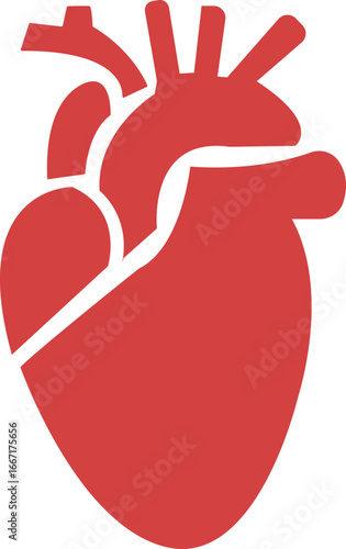 Anatomical Heart Icon,Human Heart,Cardiac Muscle Line and Silhouette Color Icon Set. Medical Cardiology Pictogram.Collection on White Background.Real human heart organ icon.medical icon