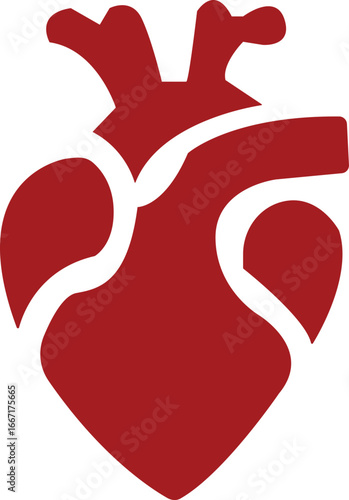Anatomical Heart Icon,Human Heart,Cardiac Muscle Line and Silhouette Color Icon Set. Medical Cardiology Pictogram.Collection on White Background.Real human heart organ icon.medical icon