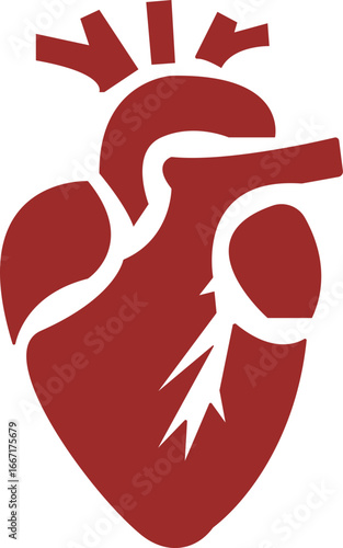 Anatomical Heart Icon,Human Heart,Cardiac Muscle Line and Silhouette Color Icon Set. Medical Cardiology Pictogram.Collection on White Background.Real human heart organ icon.medical icon