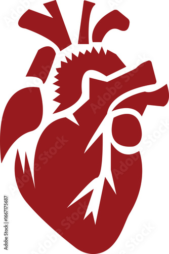 Anatomical Heart Icon,Human Heart,Cardiac Muscle Line and Silhouette Color Icon Set. Medical Cardiology Pictogram.Collection on White Background.Real human heart organ icon.medical icon