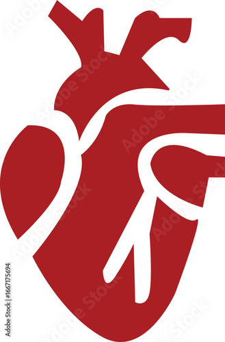 Anatomical Heart Icon,Human Heart,Cardiac Muscle Line and Silhouette Color Icon Set. Medical Cardiology Pictogram.Collection on White Background.Real human heart organ icon.medical icon
