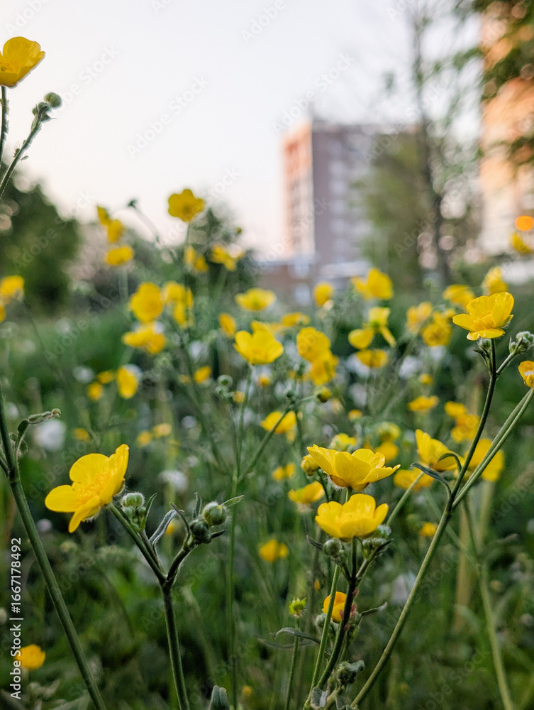 Fototapeta premium field of yellow flowers