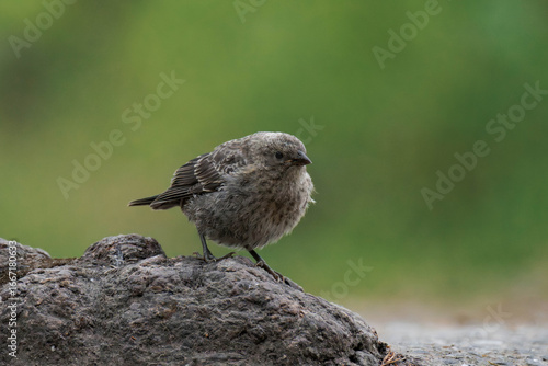 Song sparrow (Melospiza melodia) in British Columbia, Canada.