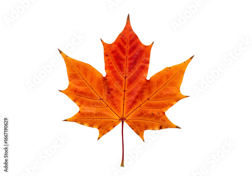 Wallpaper Mural A vibrant autumnal maple leaf displays its fiery orange hues against a striking black backdrop. Torontodigital.ca