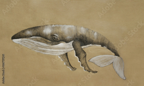 Handmade illustration of a Humpback Whale