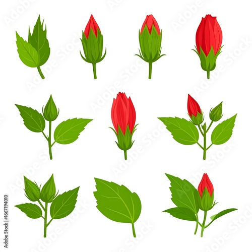 Hibiscus flower buds and leaves