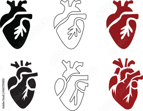 Anatomical Heart Icon set,Human Heart,Cardiac Muscle Line and Silhouette Color Icon Set. Medical Cardiology Pictogram.Collection on White Background.Real human heart organ icon.