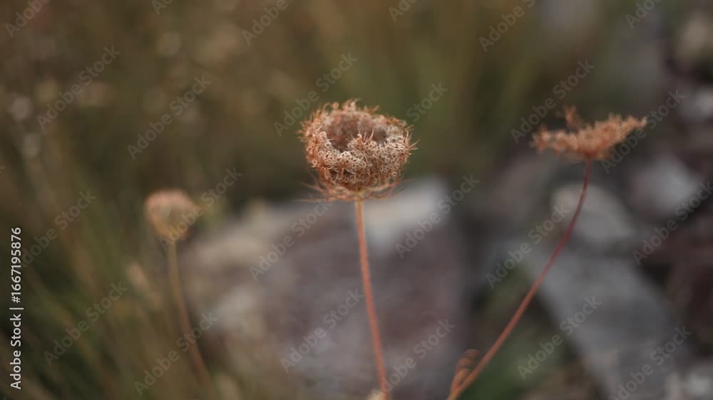Schafgarbe Pionierpflanze Samen blume Steinbruch 