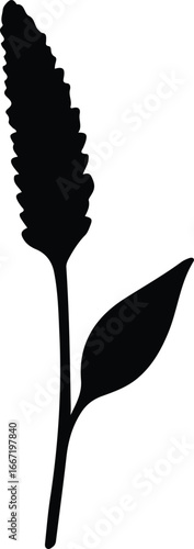 Illustrator Vector Foxtail millet Setaria italica agricultural grass plant silhouette