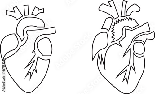 Anatomical Heart line art Icon set, Human Heart, Cardiac Muscle Line and Silhouette Color Icon Set. Medical Cardiology Pictogram. Background.hman heart isolated on white background