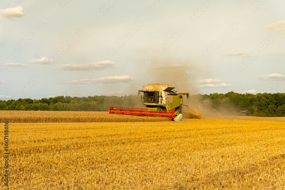 Naklejka premium Harvesting wheat in a golden field under a clear sky during late afternoon