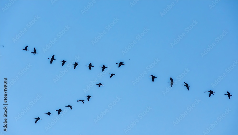 Fototapeta premium Birds in flight against a clear sky