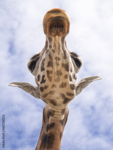 Giraffa reticulata (The reticulated giraffe), Giraffe head photographed from a low angle, highlighting the long neck and detailed facial features