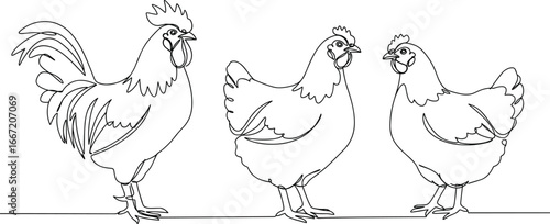 Rooster and hens line art, poultry farm animals, continuous line drawing, domestic birds, minimalist vector illustration, agricultural livestock, chicken outline design