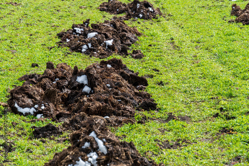Fresh manure piles arranged on a field ready for fertilization in early spring