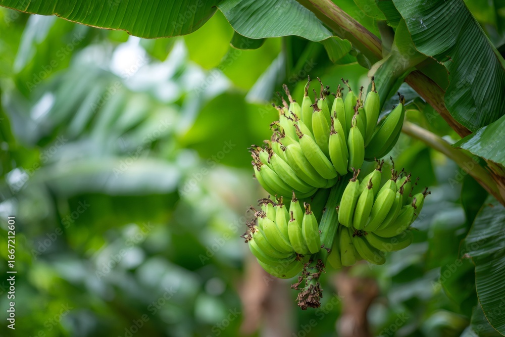 Fototapeta premium Green bananas growing on banana tree in plantation