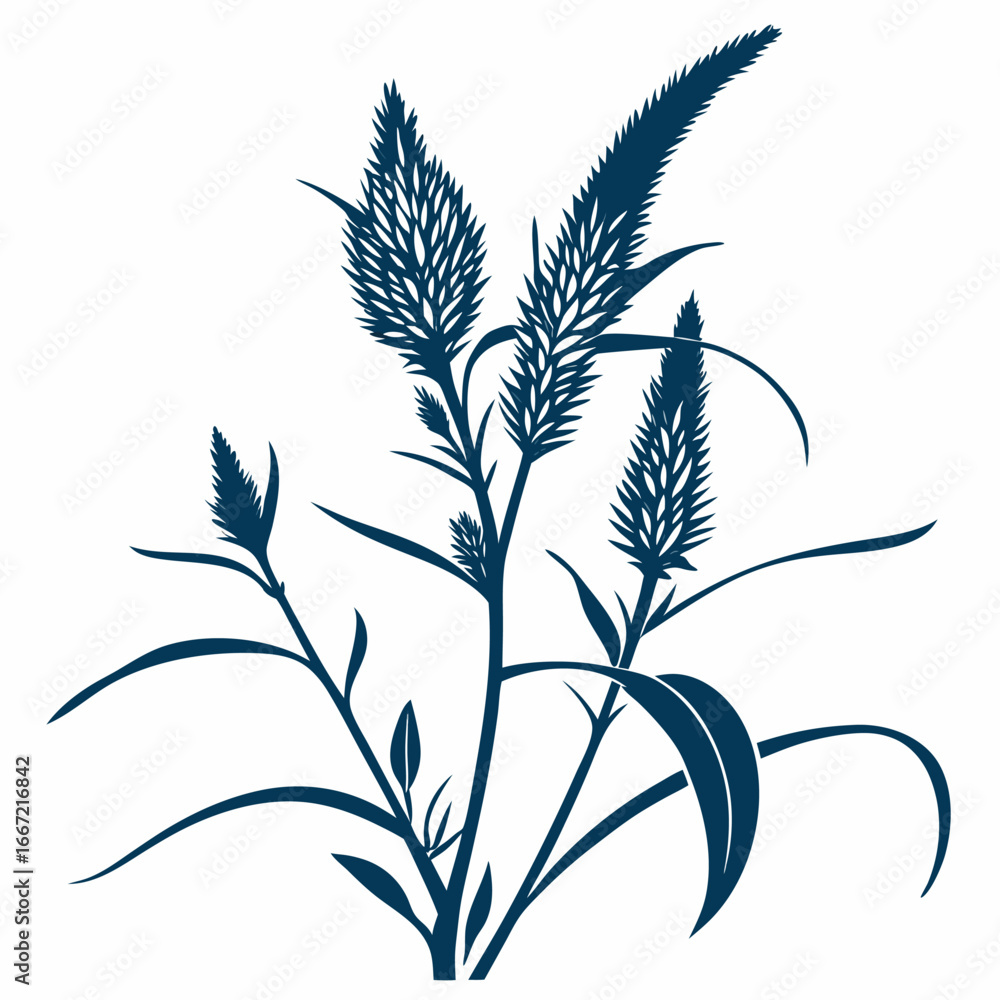 Naklejka premium cockscomb celosia spicata with cockscomb celosia spicata