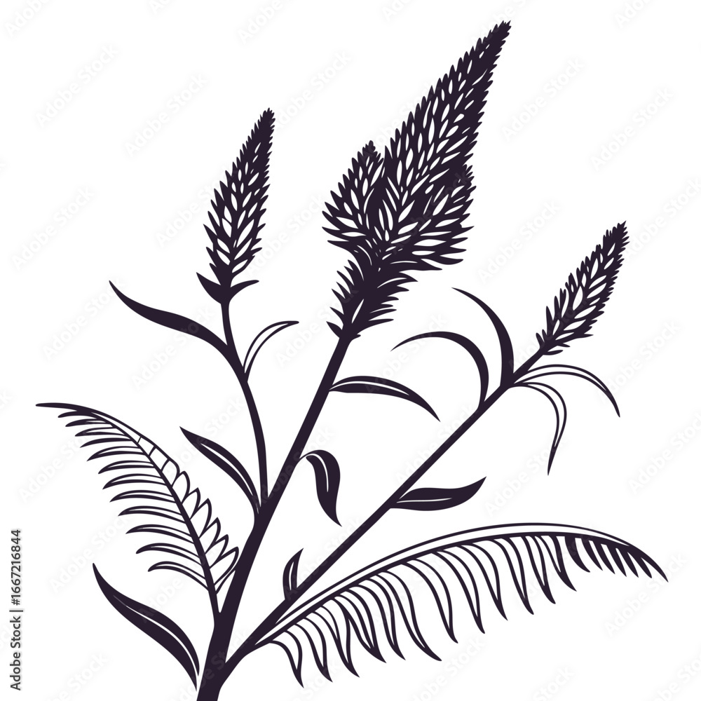 Obraz premium cockscomb celosia spicata vector