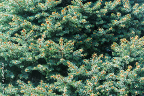 Pine tree branches in the park.