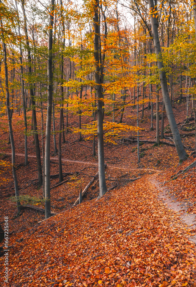 Fototapeta premium Autumn beech forest path in Hungary with warm fall colours