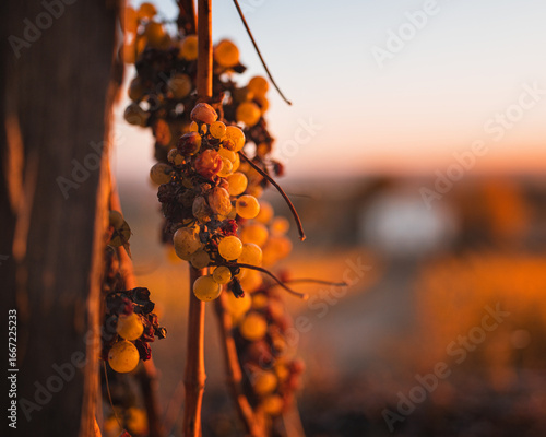 Close-up of Tokaj Aszú grapes in autumn vineyard, Hungary